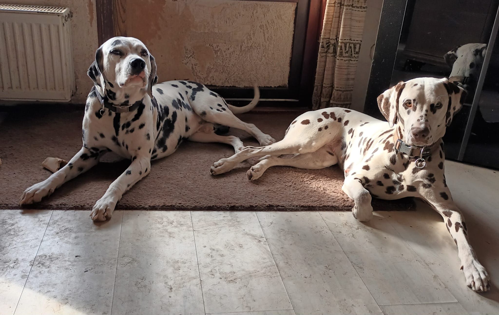 Zwei erwachsene Dalmatiner suchen ein neues Zuhause.